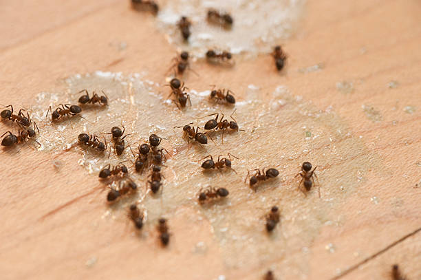 Best Affordable Pest Control Services  in Clifton Forge, VA