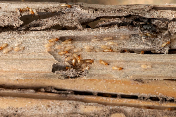 Best Pest Removal Services  in Clifton Forge, VA